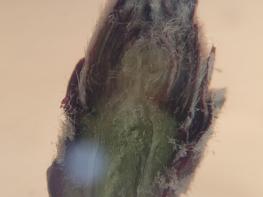 경상남도농업기술원, 사과 수확량 좌우하는 전정 기준은 ‘꽃눈 분화율’ 기사 이미지